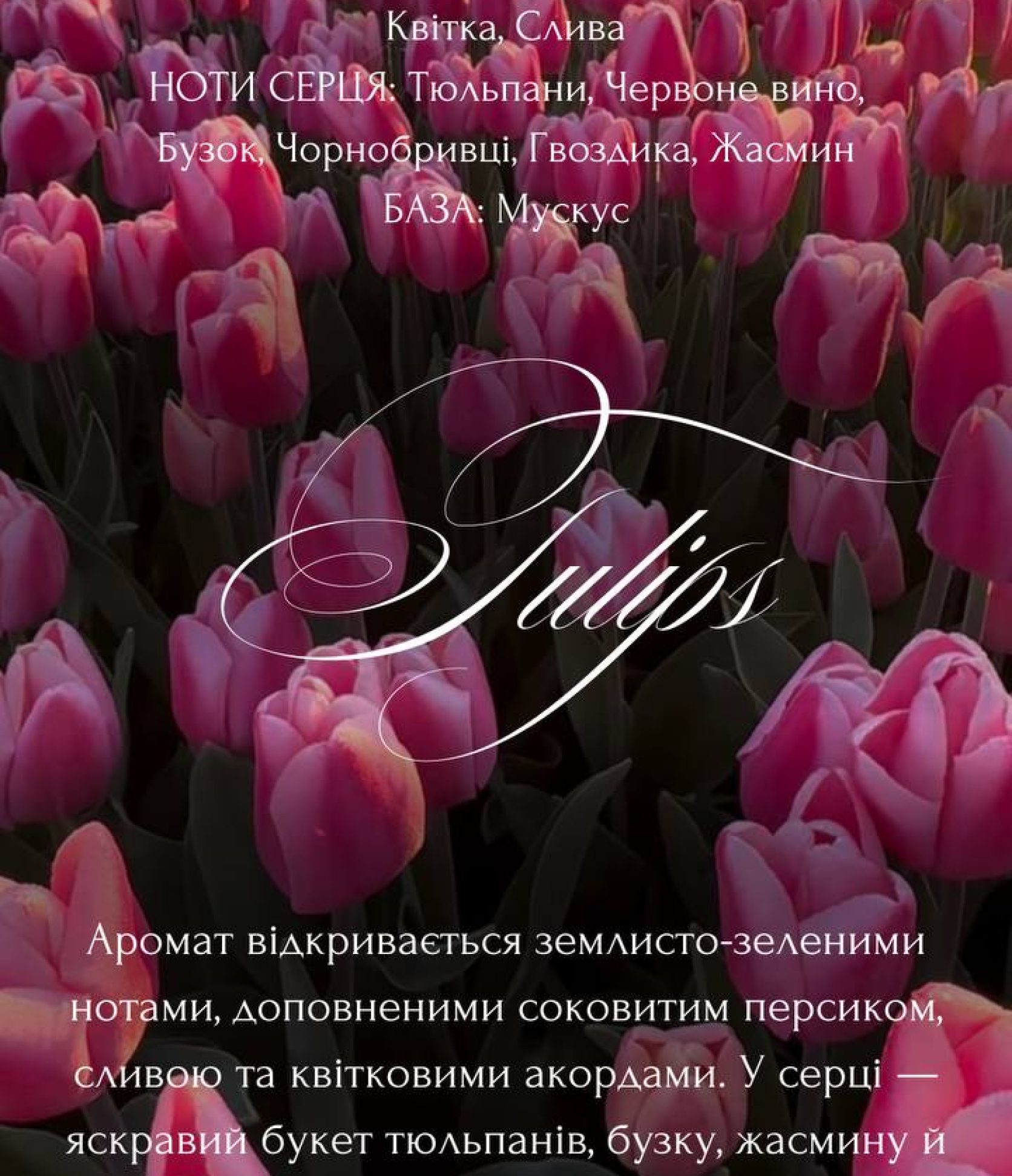 3_Tulips
