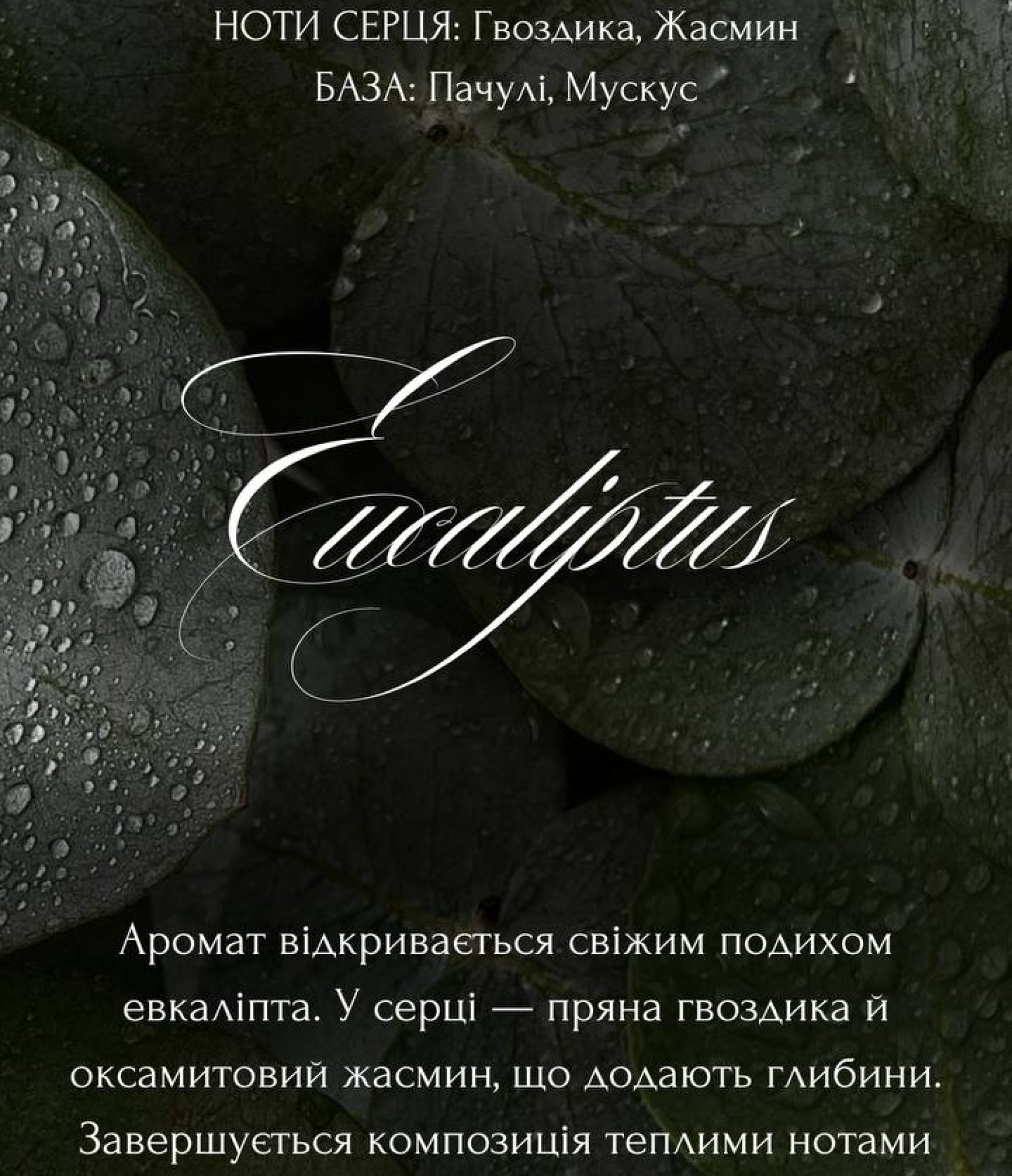 7_Eucalyptus